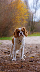Hundebetreuung Friedrichshain 1